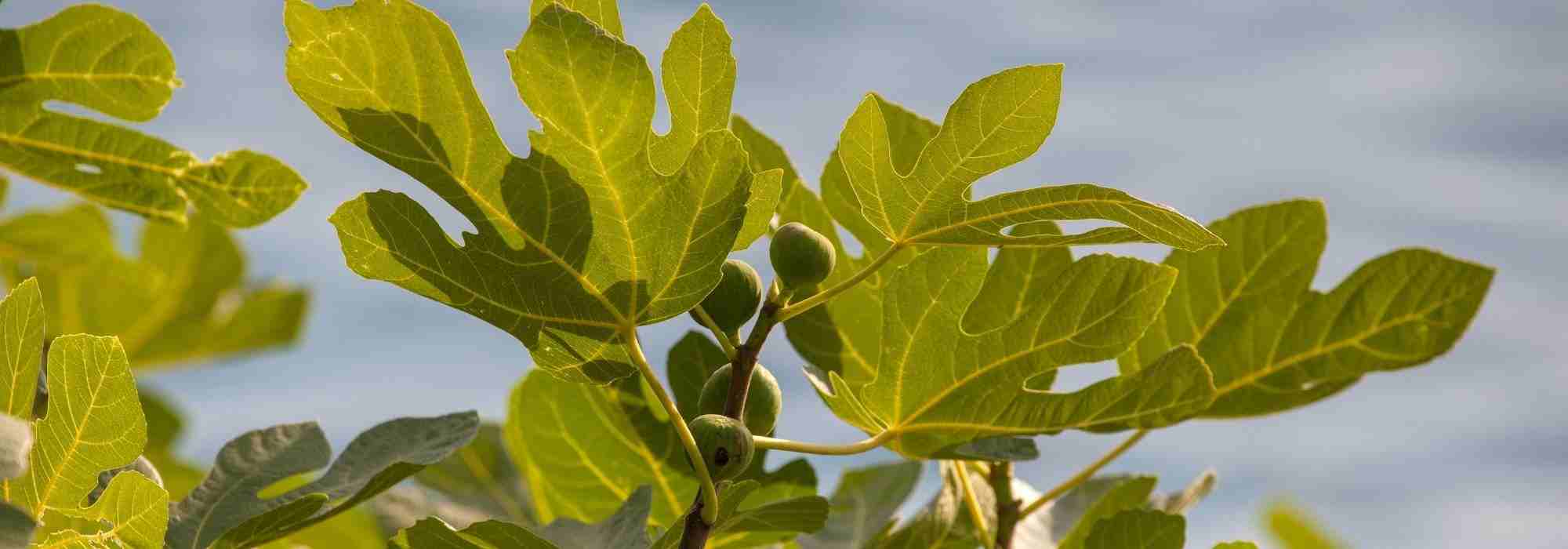 Diseases and Pests of the Fig Tree