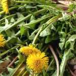 6 plants to cleanse the liver