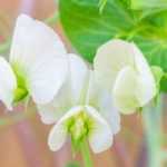 How to grow sweet peas in pots?