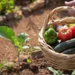 Simplifying Life in the Vegetable Garden: Our Tips