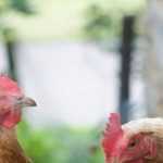 Signs that a hen is healthy
