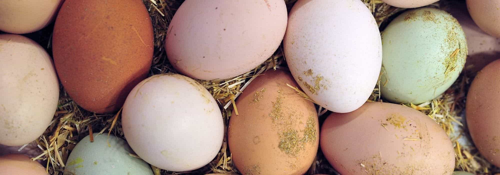 Chicken eggs: why do they come in different colours?