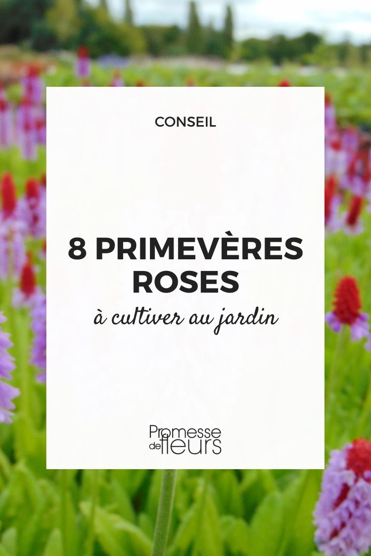 [pdc_plantes couleur="rose"]