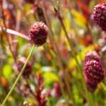 Sanguisorba: the most beautiful varieties
