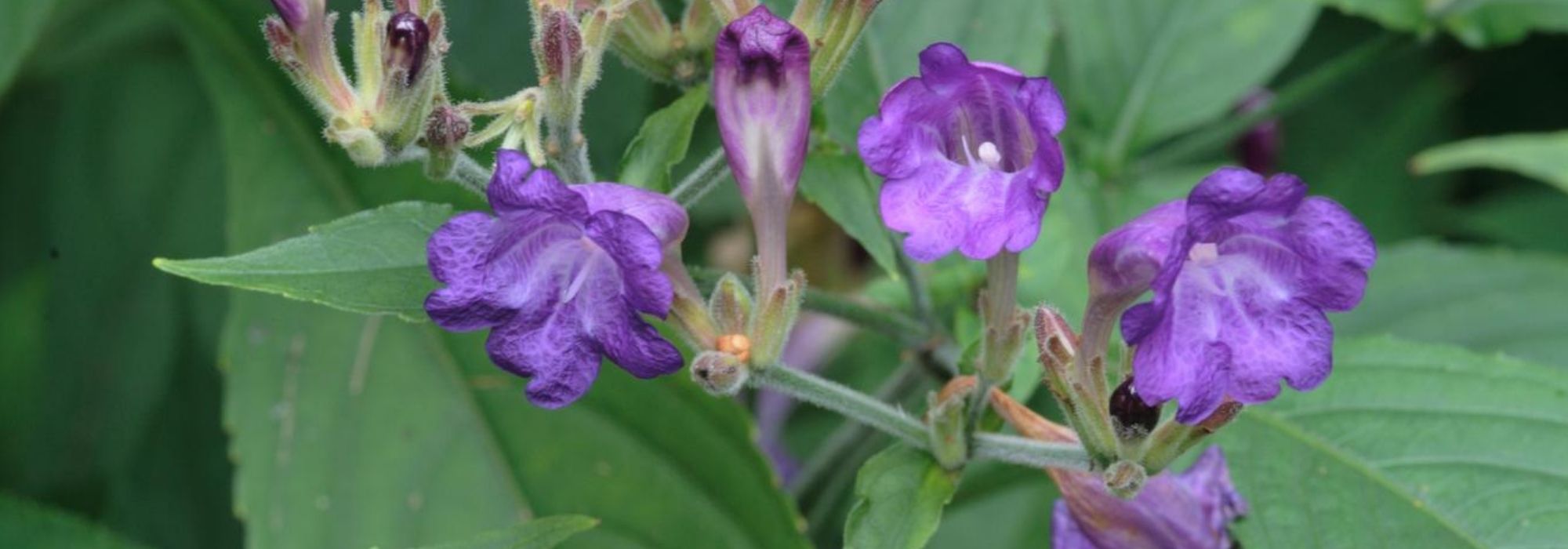 Strobilanthes - Strobilanthes: planting, growing and caring