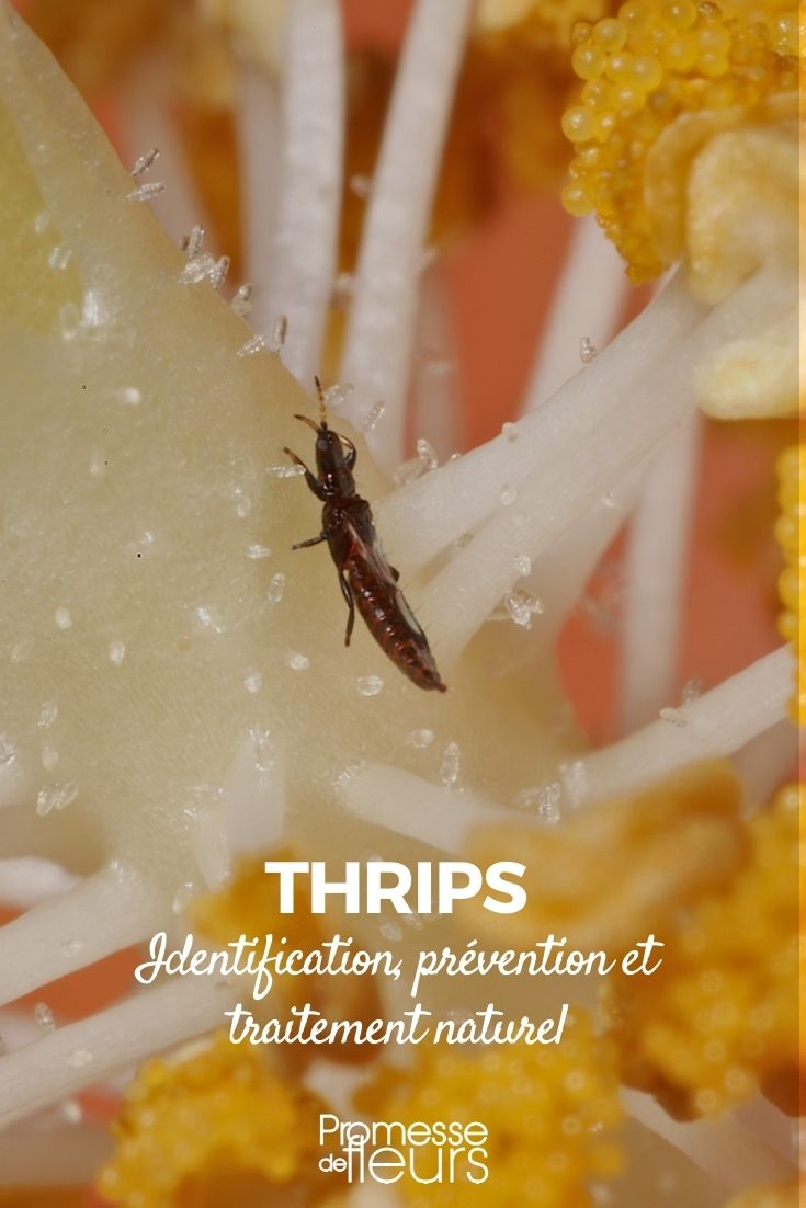 [insecte thrips: identification, prevention, treatment]