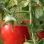 Common misconceptions about growing tomatoes