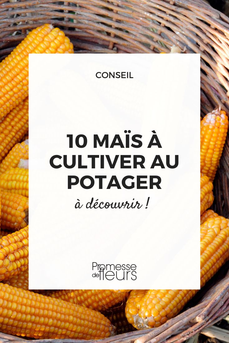 Easy Sweetcorn in the Vegetable Garden