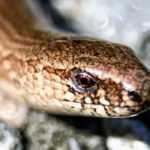 The common slowworm or fragile slowworm