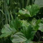 Pairing ideas with Darmera