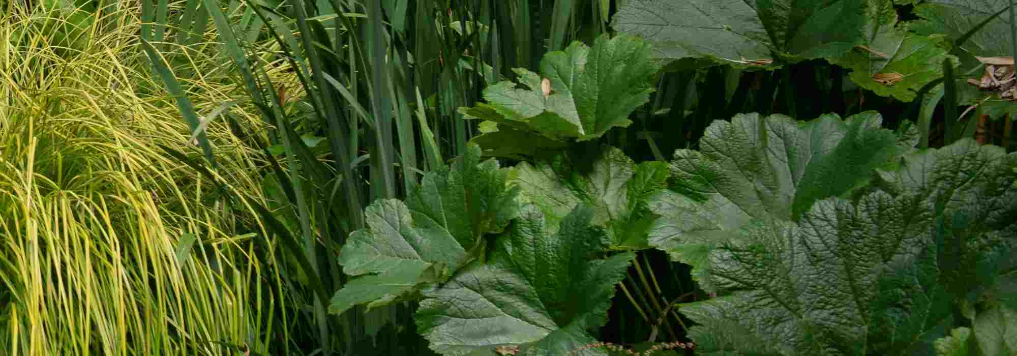 Pairing ideas with Darmera