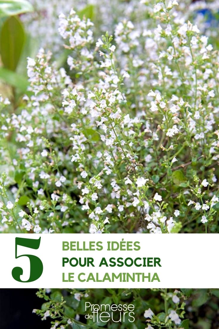 Associate the calamintha