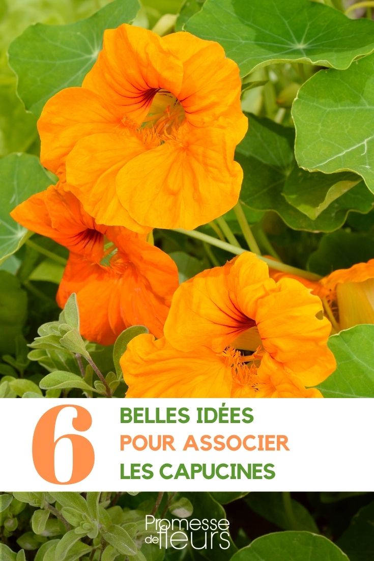 [association_capucine]

If you are looking for ideas to associate {glossary} in your garden, consider planting them with other flowers such as lavender, roses, or geraniums. Capucines also pair well with herbs like basil and parsley. Their vibrant colours can create a beautiful contrast with green foliage plants like ferns or hostas. Additionally, planting capucines near vegetables such as tomatoes can help repel pests and attract beneficial insects to your garden.