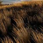 Chionochloa: Planting, Growing, and caring