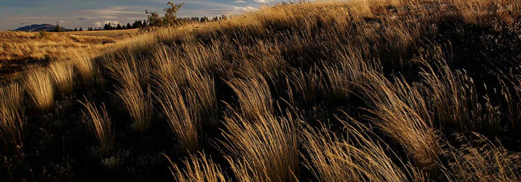 Chionochloa: Planting, Growing, and caring