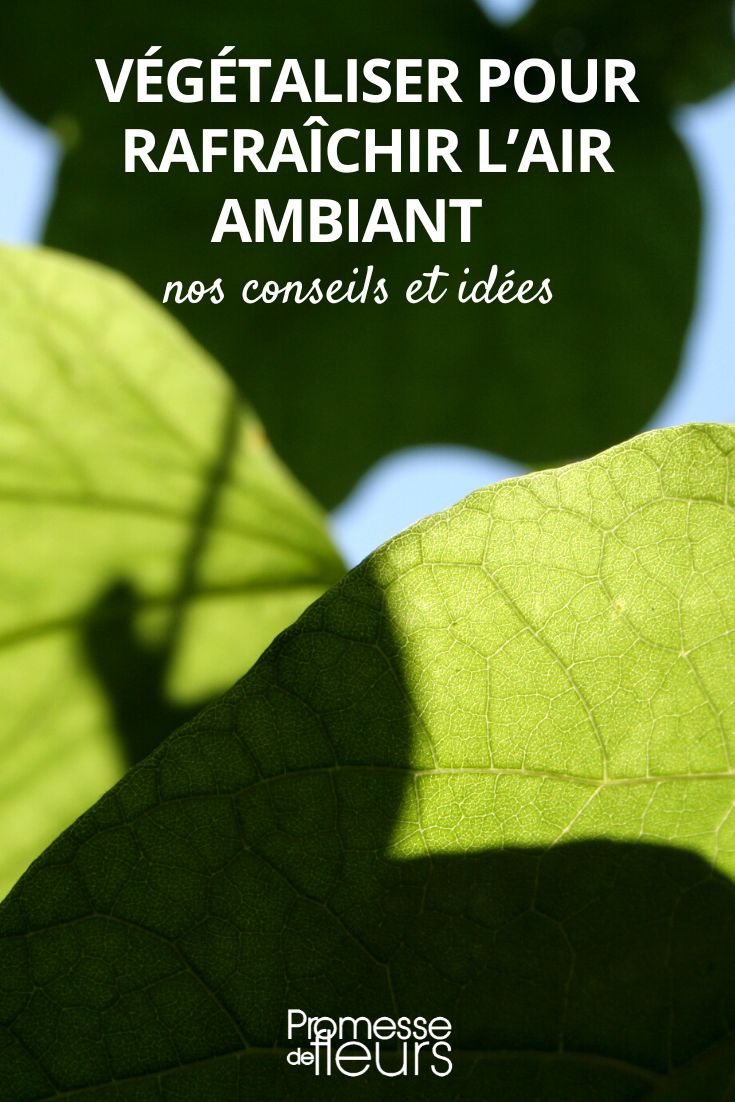 plant shade-loving plants to refresh the area