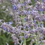 Growing Perovskia in pots