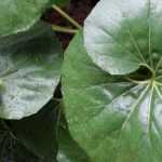 7 perennials with remarkable foliage