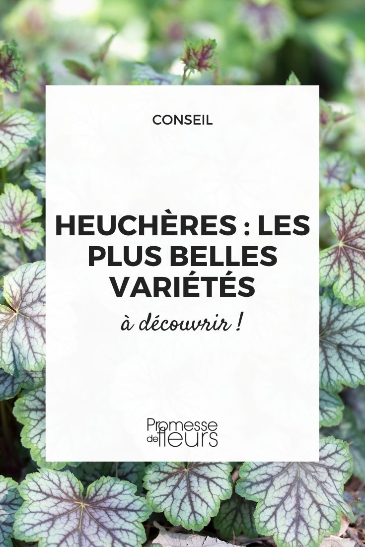 heuchera heuchere best varieties