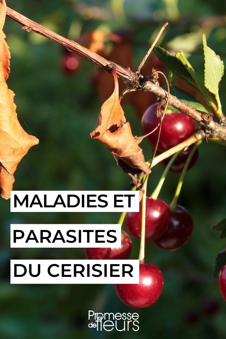 cherry tree diseases parasites