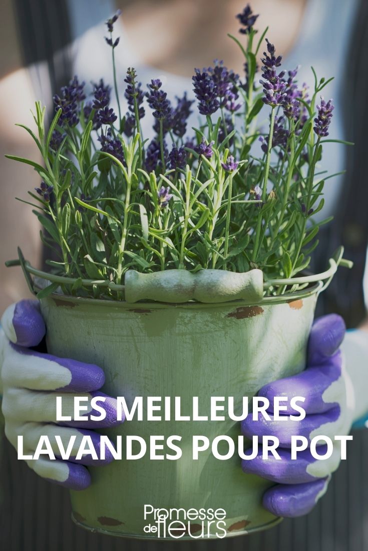 lavender varieties lavandula pot container garden