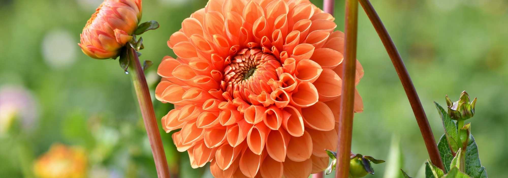 Discover the best ball dahlias