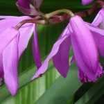 Hardy orchids to grow in the garden