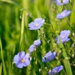 Sow flax seeds: tutorial