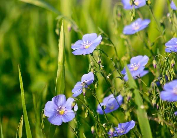 Sow flax seeds: tutorial