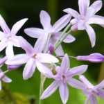 Growing Tulbaghia in pots