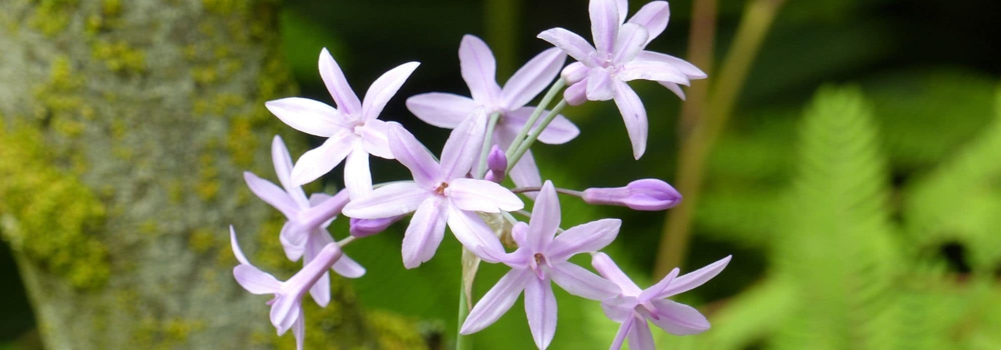 Growing Tulbaghia in pots