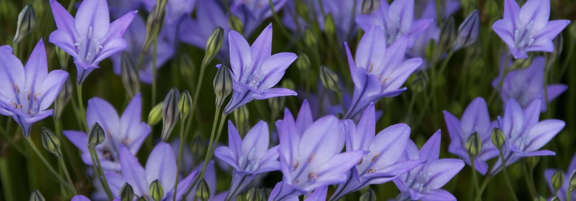 Triteleia - Brodiaea: Planting, Growing and Caring