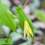 Uvularia: planting, growing and care