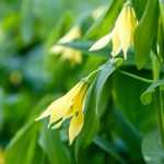 Associating Uvularias