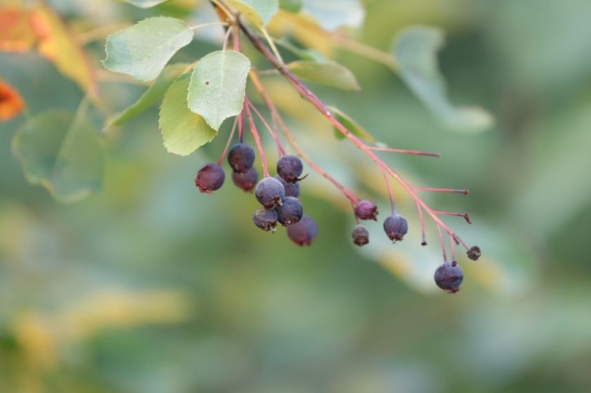 serviceberry