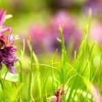 Pairing ideas with bulbous Corydalis