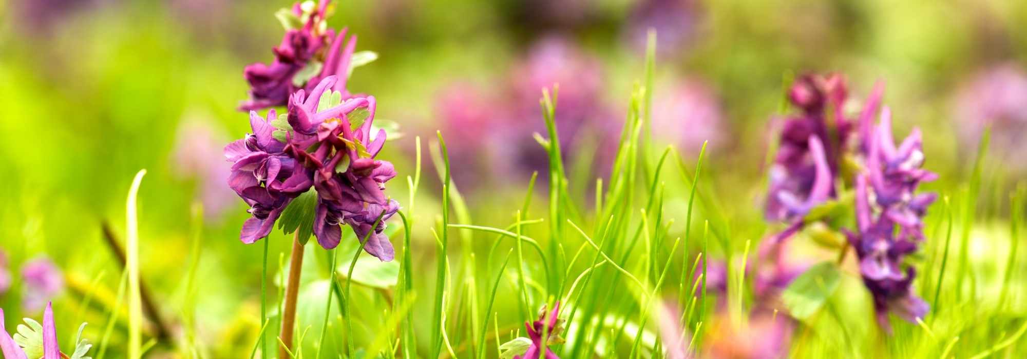 Pairing ideas with bulbous Corydalis