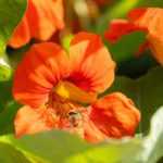 Pairing ideas with nasturtiums