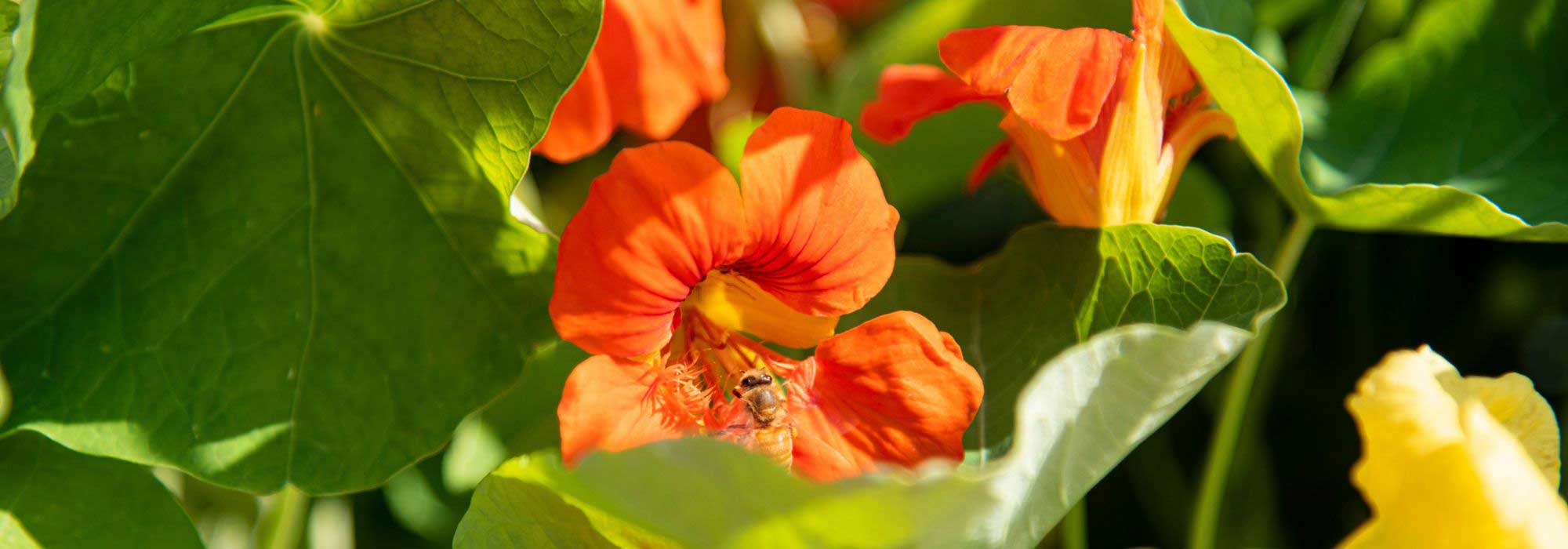 Pairing ideas with nasturtiums