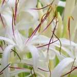 7 exceptional summer flowering bulbs