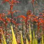 Chasmanthe - Chasmanthe: planting, growing, and caring