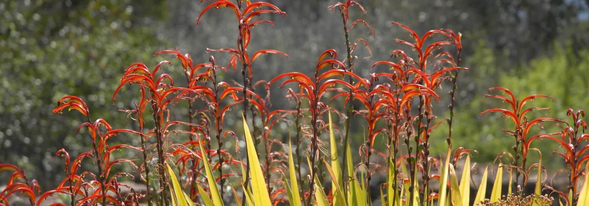 Chasmanthe - Chasmanthe: planting, growing, and caring