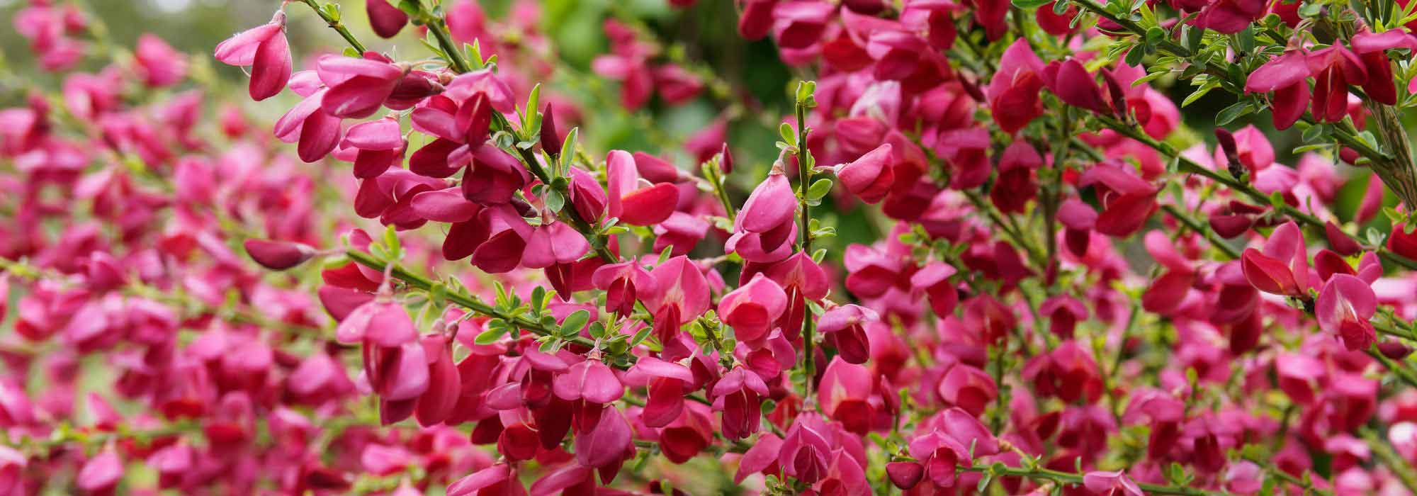 How to choose a Broom?