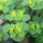 Chrysosplenium or golden Saxifrage : Planting, growing, and care