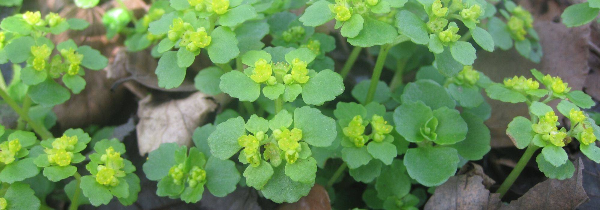 Chrysosplenium or golden Saxifrage : Planting, growing, and care