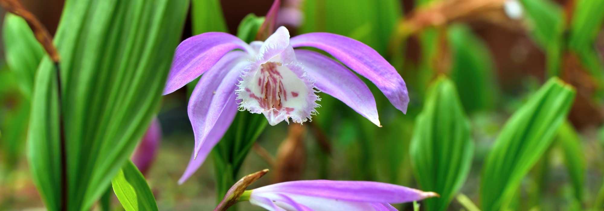 Growing a Pleione in a pot