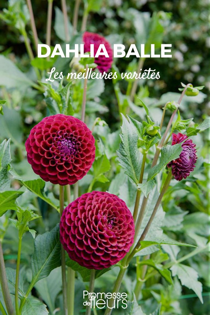 dahlia ball best varieties