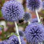 Pairing ideas with Echinops