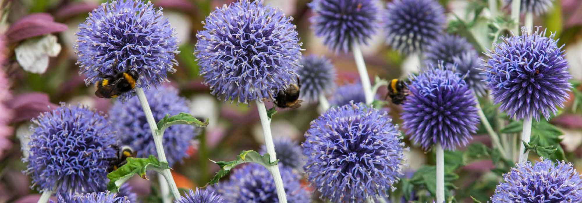 Pairing ideas with Echinops