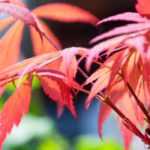 Unusual Japanese maples